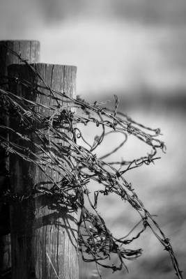 She has a barbed tongue, Sunnyridge Farm, Kirriemuir, AB, 2026-04-04