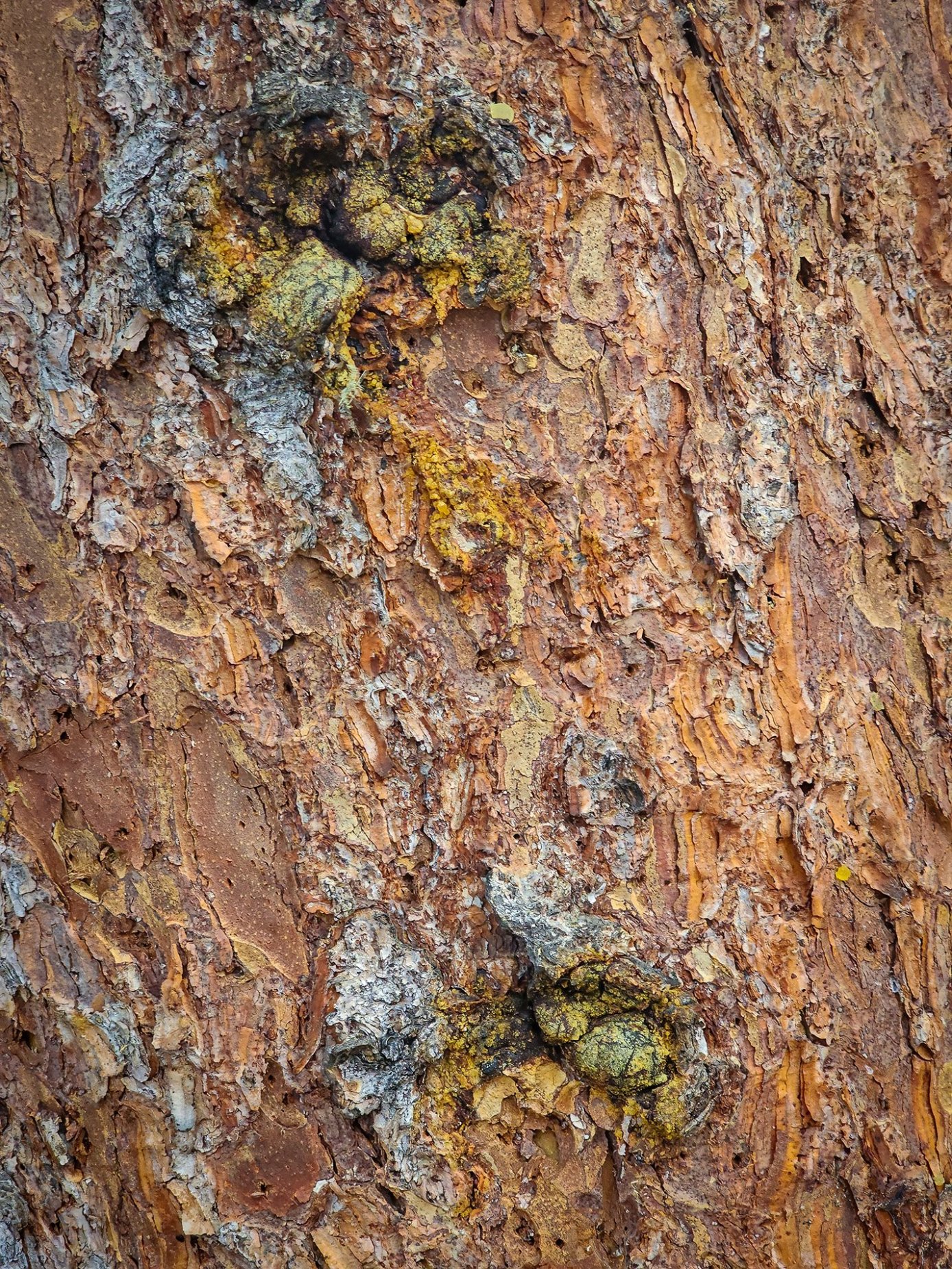 All bark, no bite, Banff, AB, 2026-05-01