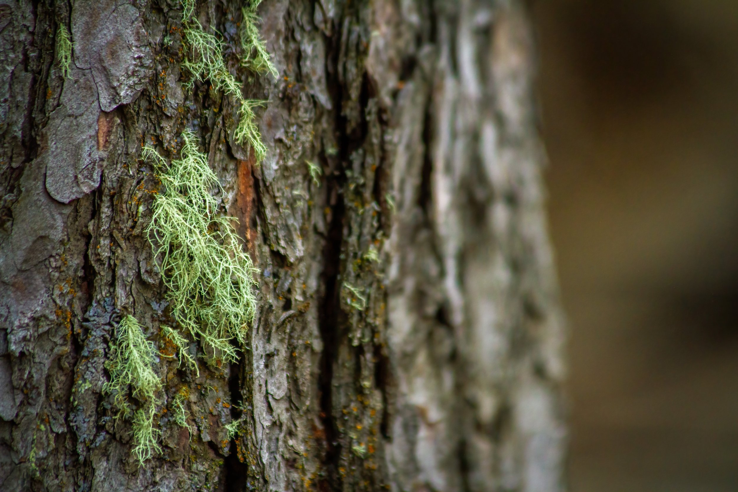 At a loss for moss, Banff, AB, 2026-05-01