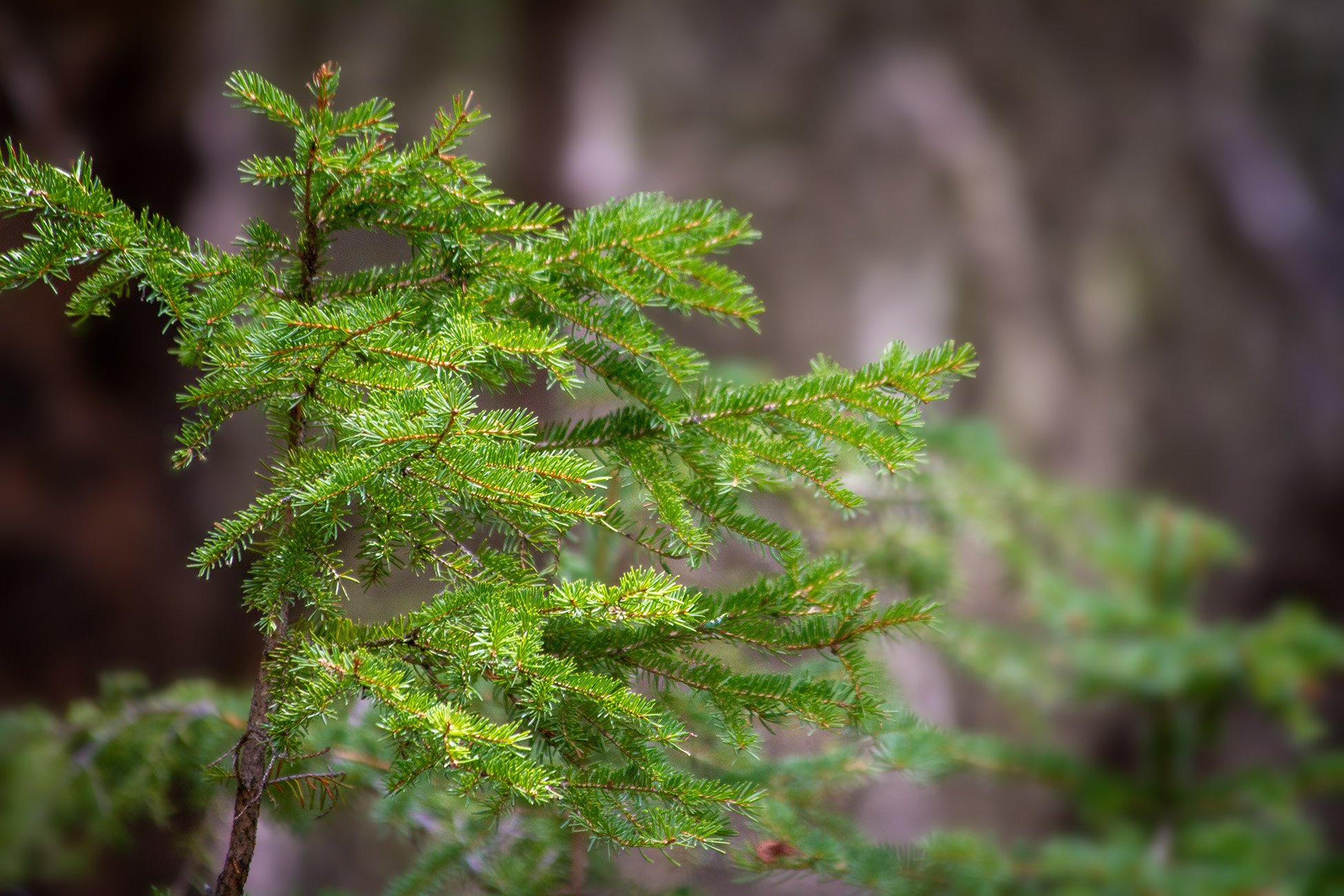 Branching out, Banff, AB, 2026-05-01