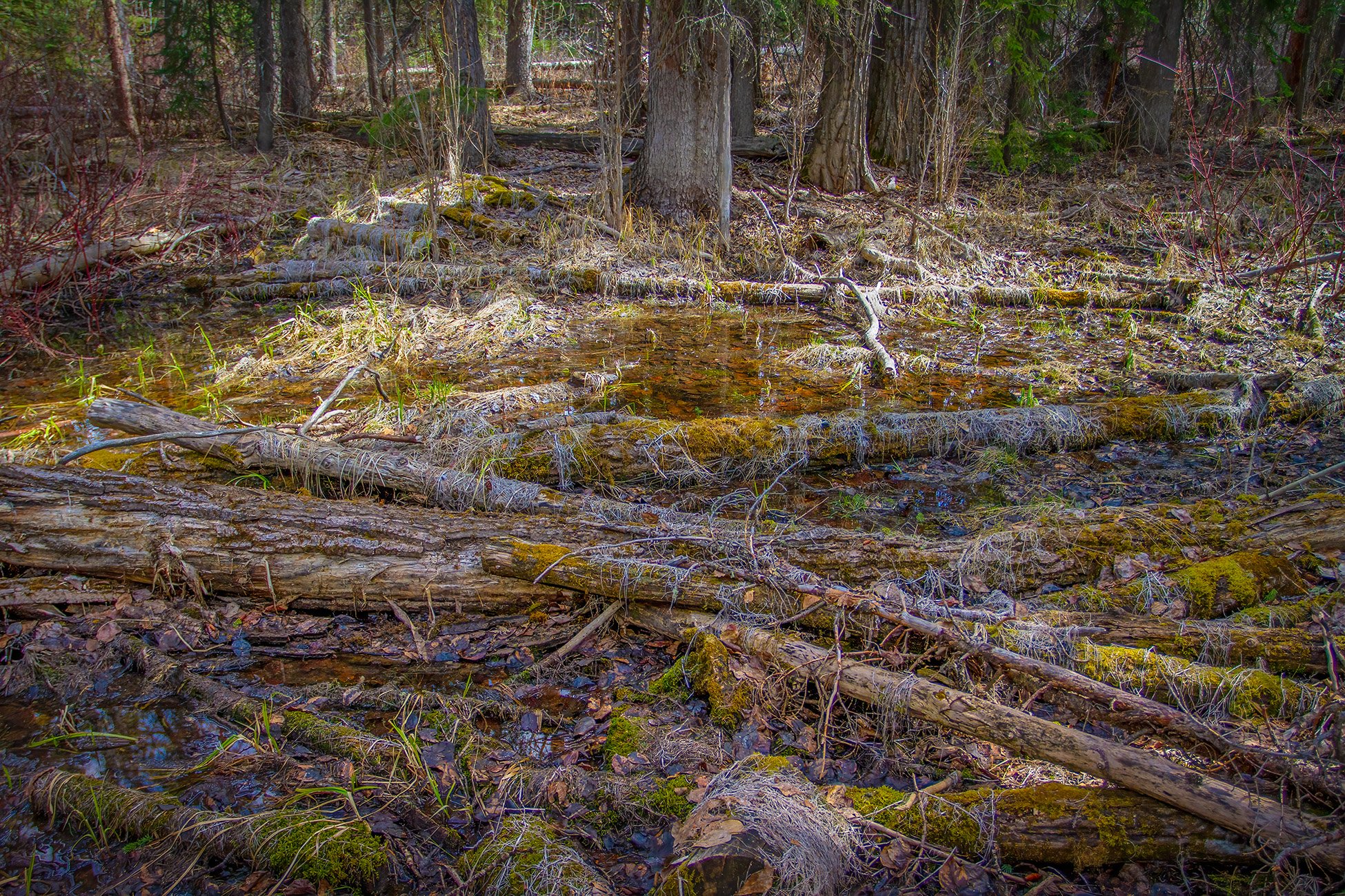 Don't step in the spring slop, Banff, AB, 2026-05-01