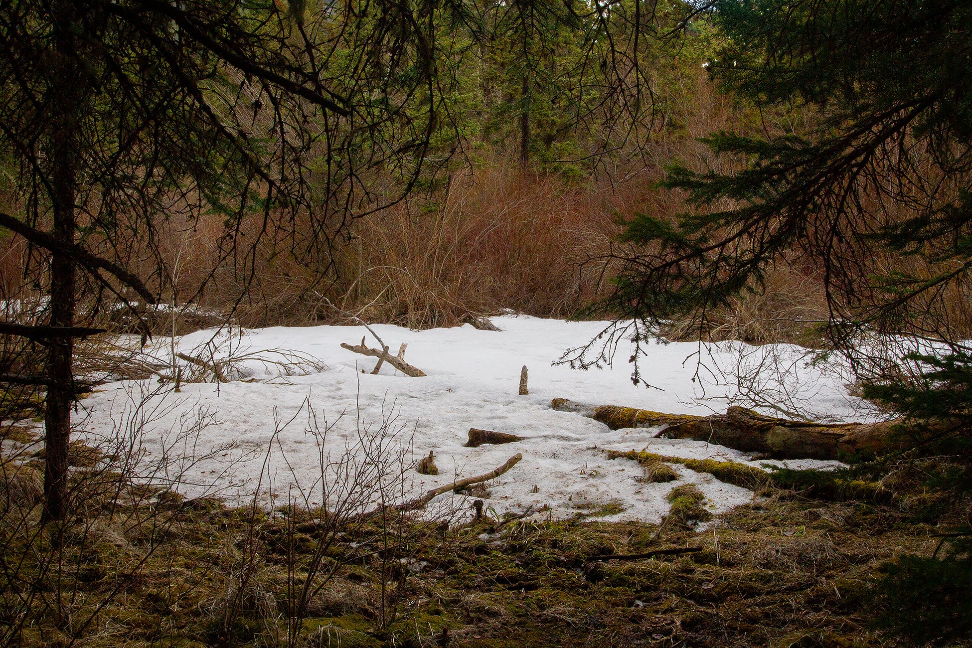 Oh so persistent, Banff, AB, 2026-05-01