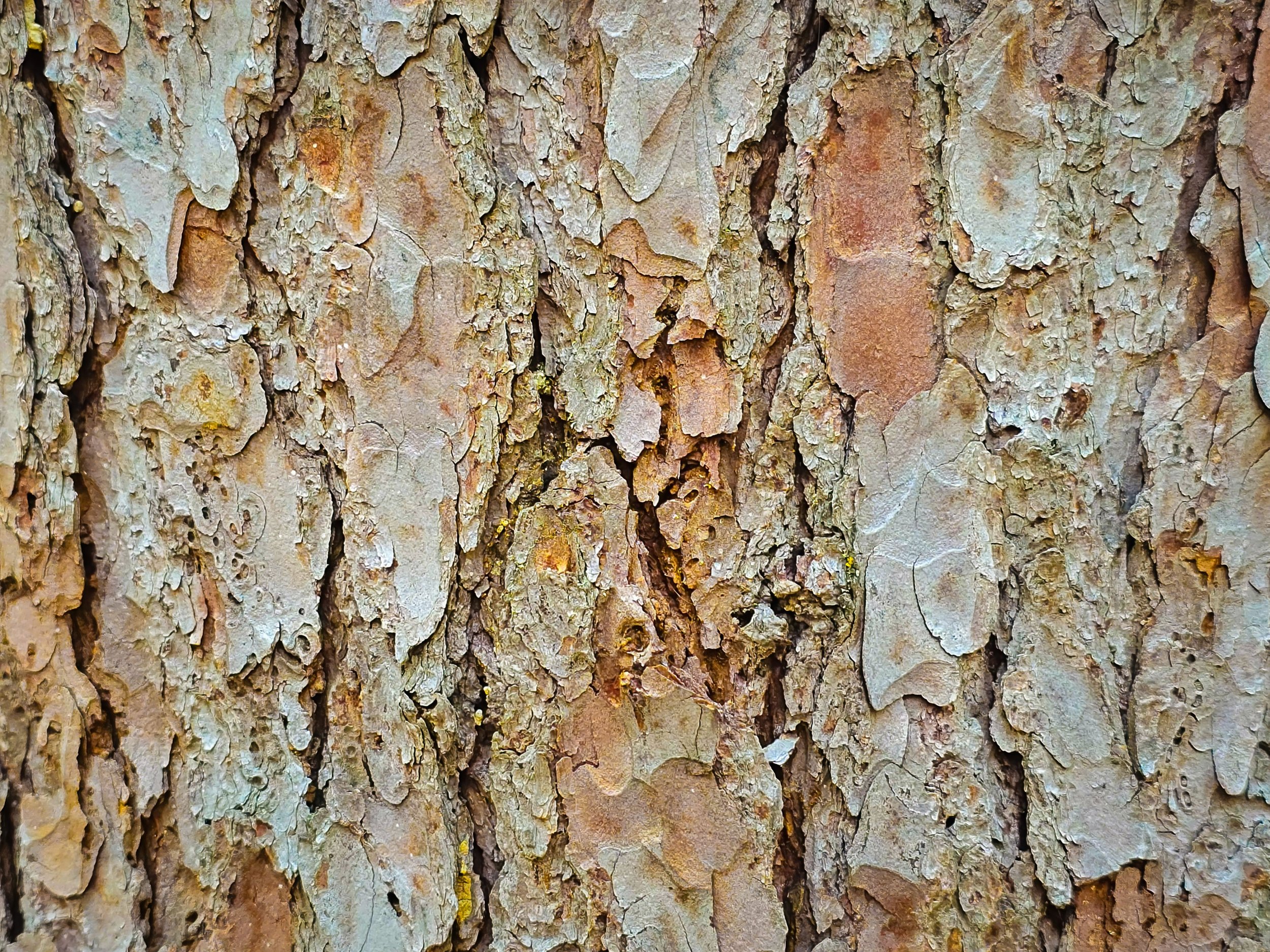 On a lark with the bark, Banff, AB, 2026-05-01