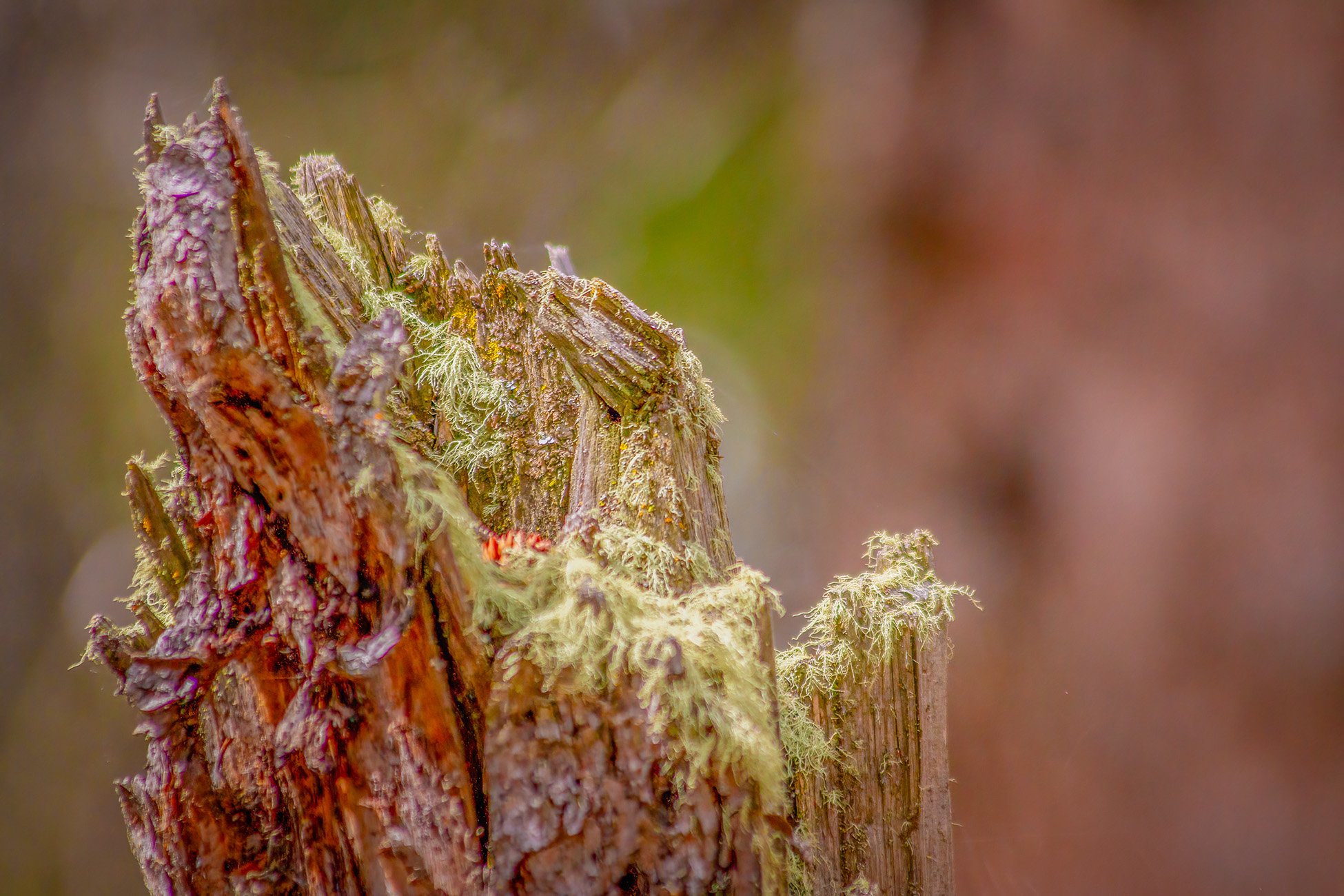 Stumped again, Banff, AB, 2026-05-01