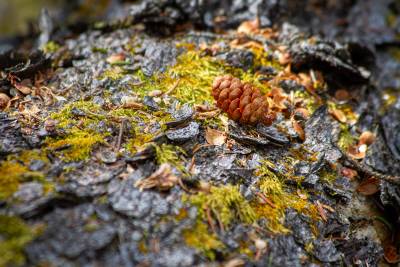 Cone alone, Banff, AB, 2026-05-01
