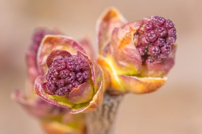 2026 Lilac buds, My Front Yard, Strathmore, AB, 2026-05-03