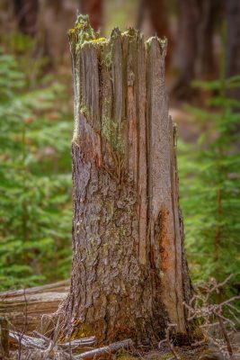 I'm out stumping for votes again, Banff, AB, 2026-05-01