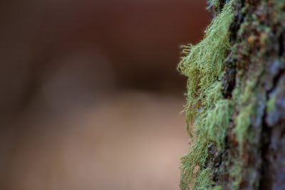 Life persists, Banff, AB, 2026-05-01