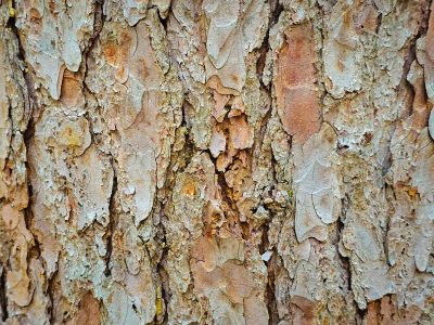 On a lark with the bark, Banff, AB, 2026-05-01