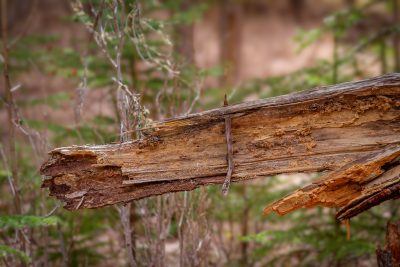 The relationship ended badly, Banff, AB, 2026-05-01