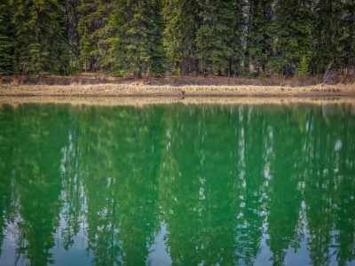 Treeline from the shoreline, Banff, AB, 2026-05-01