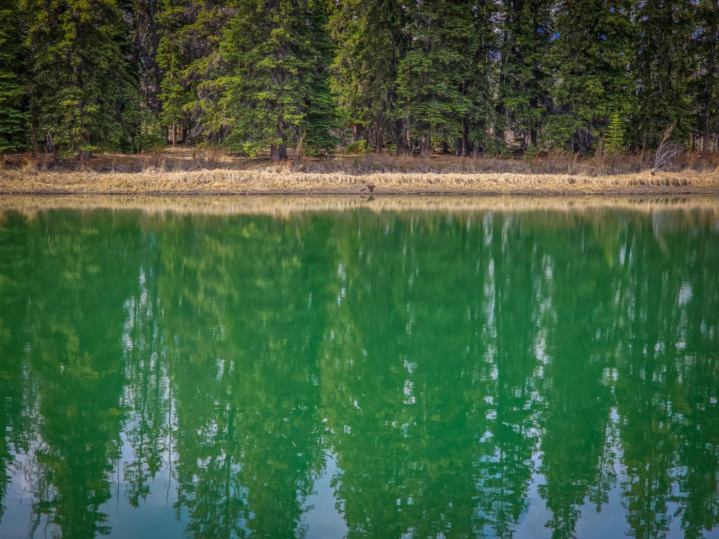Treeline from the shoreline, Banff, AB, 2026-05-01