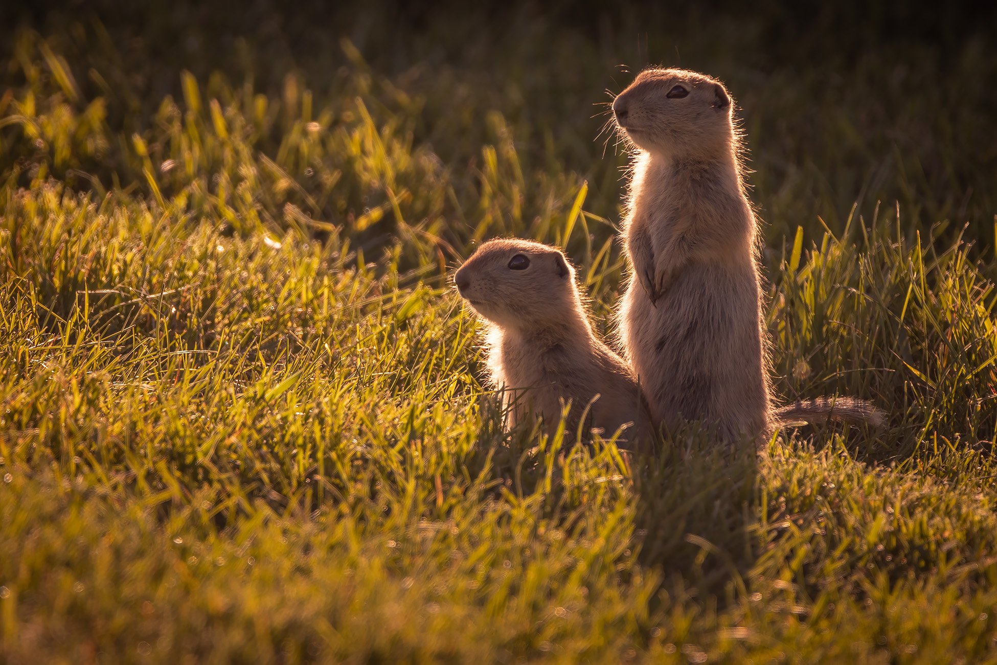 Sentries, Walking Path, Thomas Drive, Strathmore, AB, 2026-06-08
