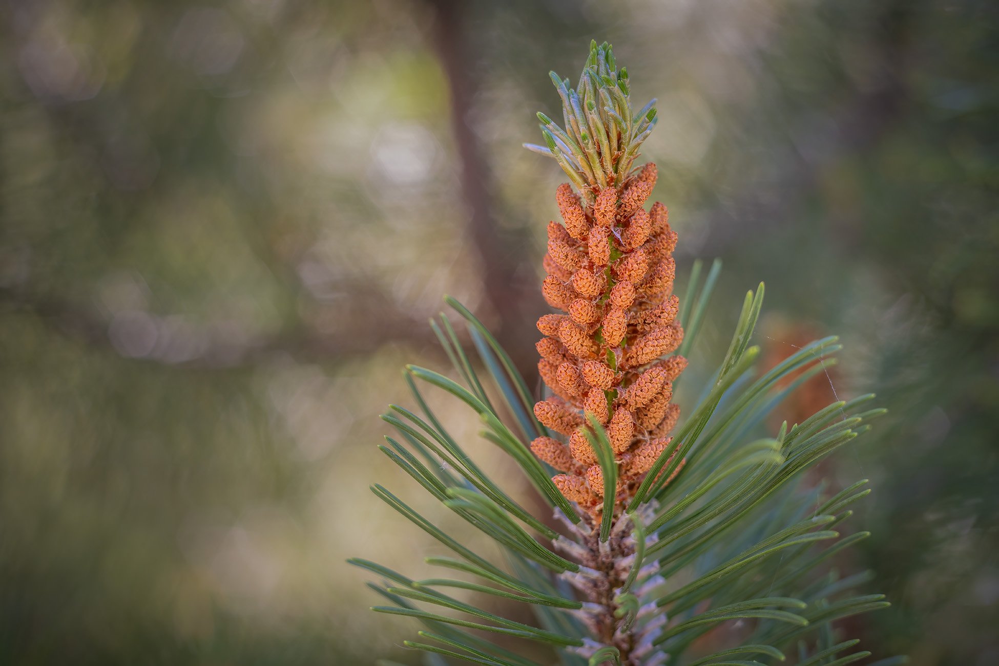 This cone has two scoops, My Backyard, Strathmore, AB, 2026-06-13