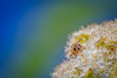 A worker bee like me, My Backyard, Strathmore, AB, 2025-06-05