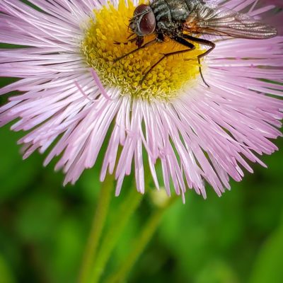 Fly in the ointment, My Front Yard, Strathmore, AB, 2026-06-30