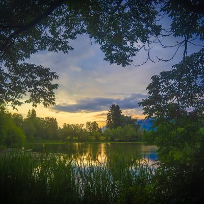 Sunset through foliage, Salmon Arm, BC, 2025-06-21.