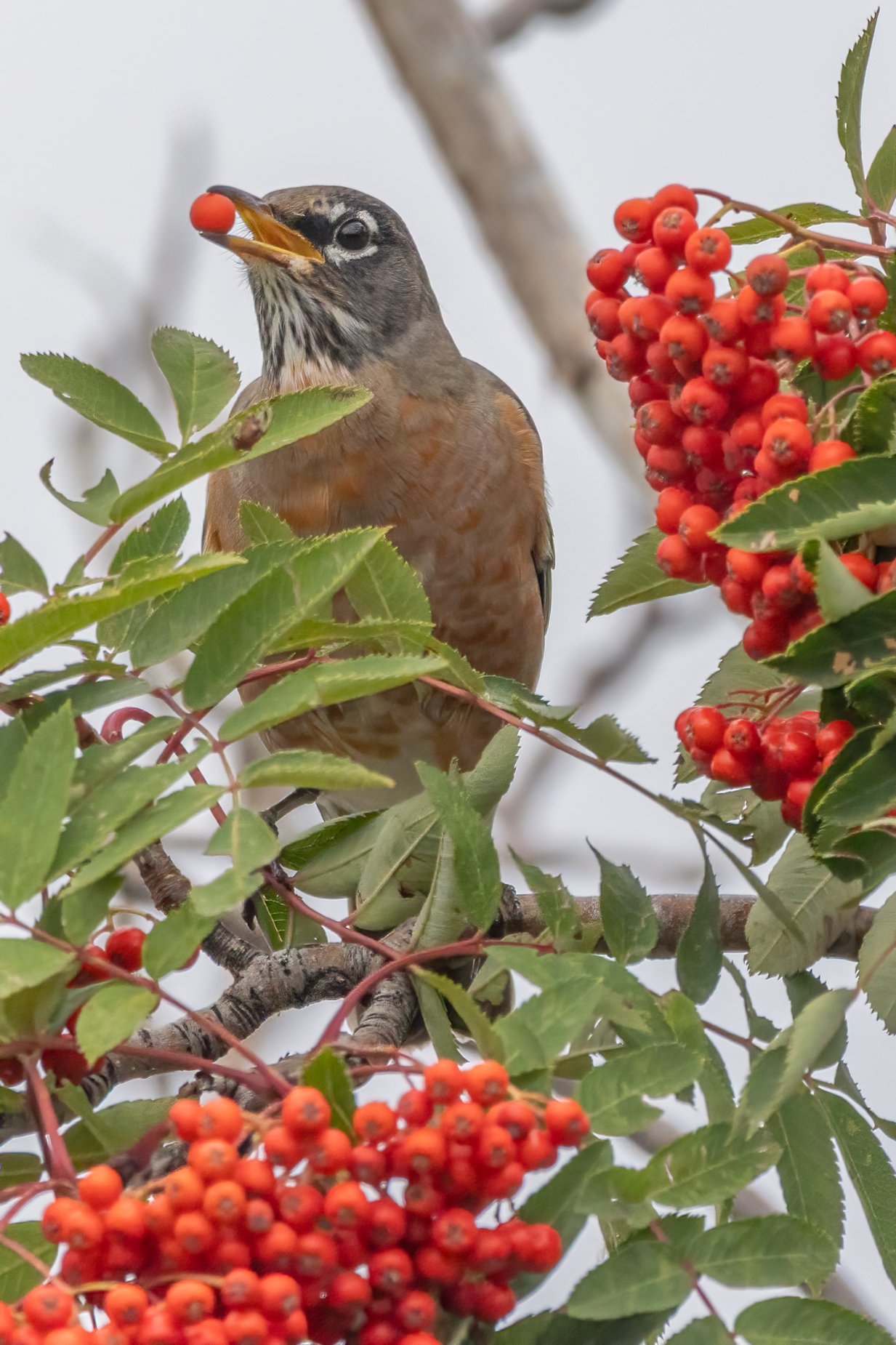 photowalk.ing — The robin be bobbin', My Backyard, Strathmore, AB, 2026-09-06