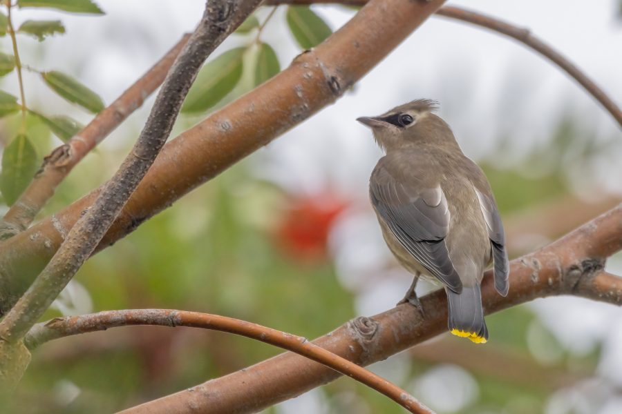Bird in mountain ash tree.