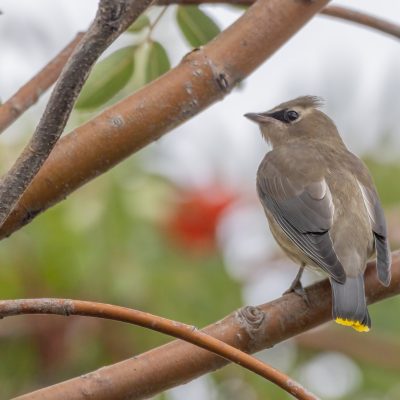 Bird in mountain ash tree.