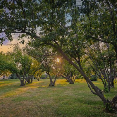 Sunset seen through mature trees.