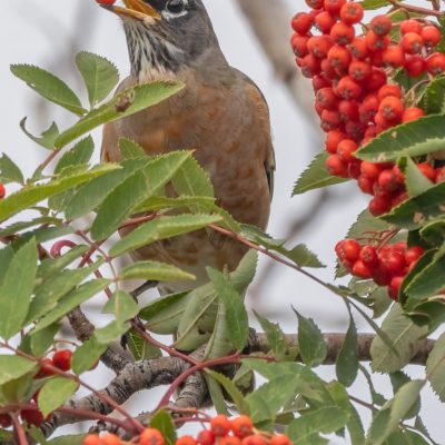 Robin eating berries in tree.
