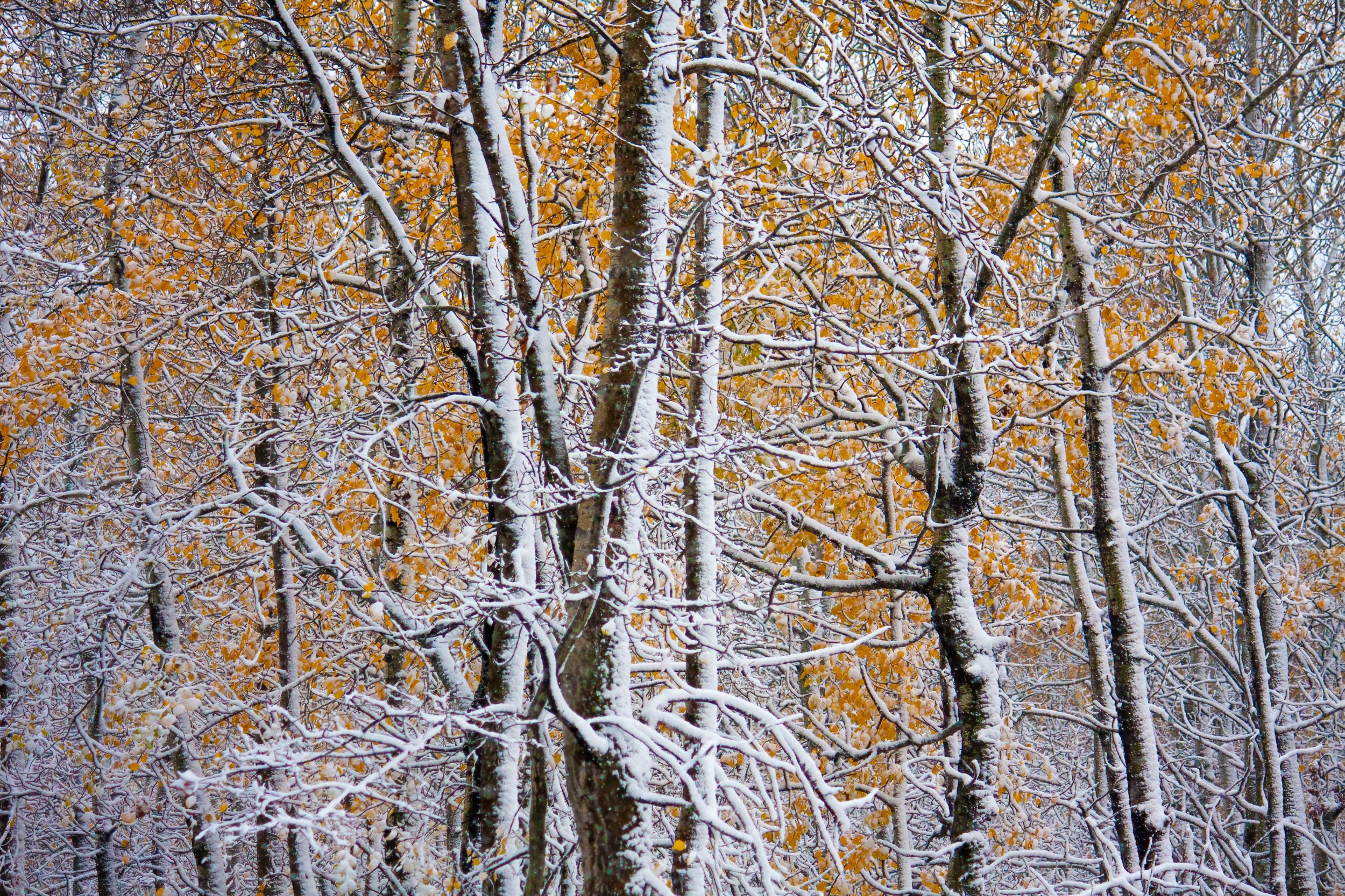 Snow sided trees