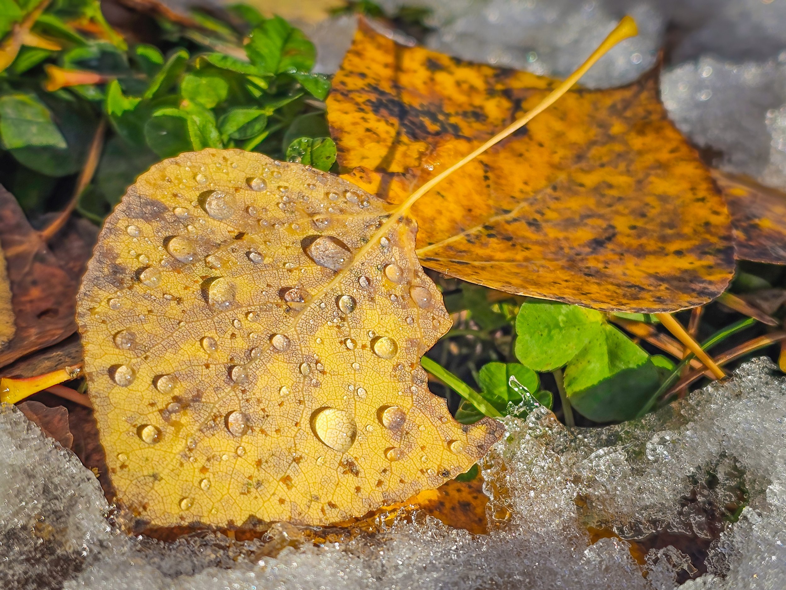 Two leaves on the ground in the melting snow on a cold fall morning.