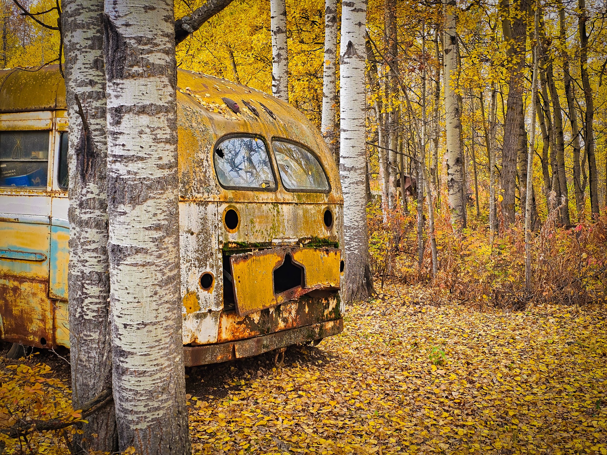 Old school bus parked in fall leaves.