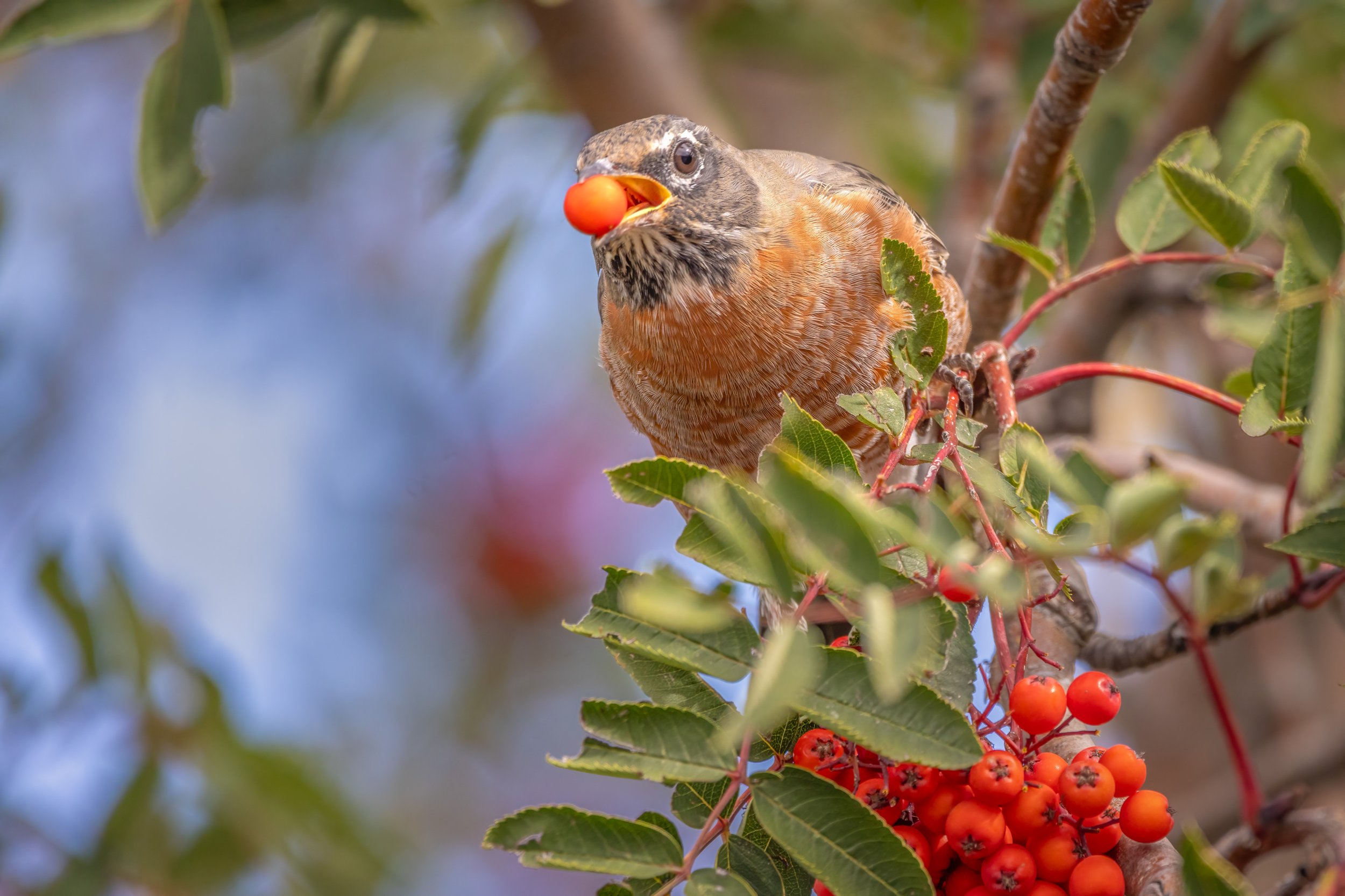 Young robin feasting on Mountain Ash Tree berries in preparation for its fall migration