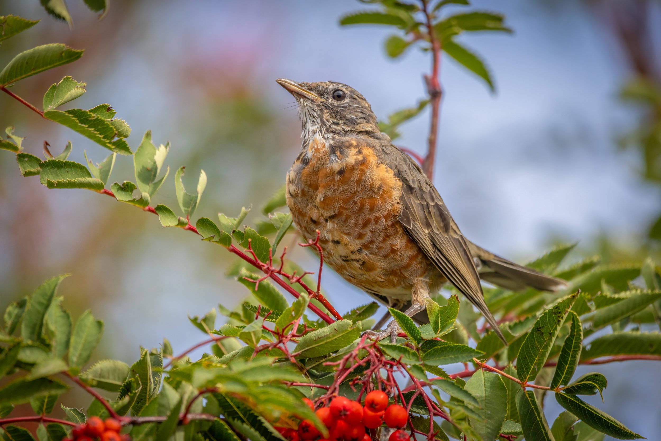 Young robin resting between eating berries in a tree in my backyard.