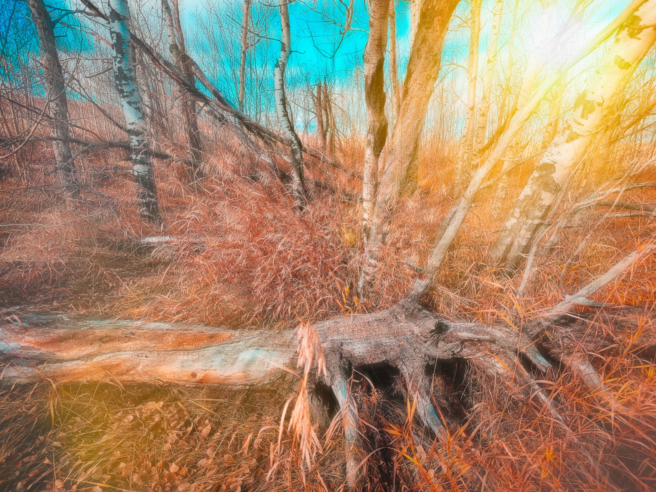 Stylized shot of a bluff of trees in a pasture.