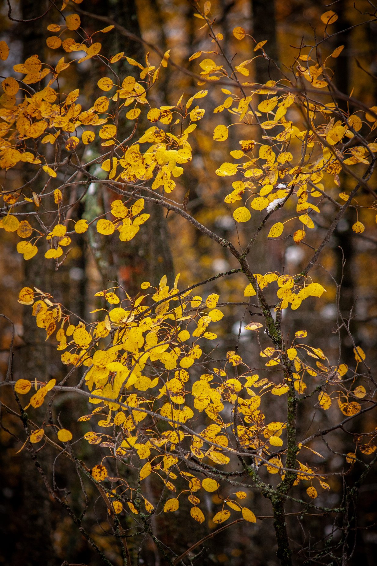 Golden leaves in late afternoon light.