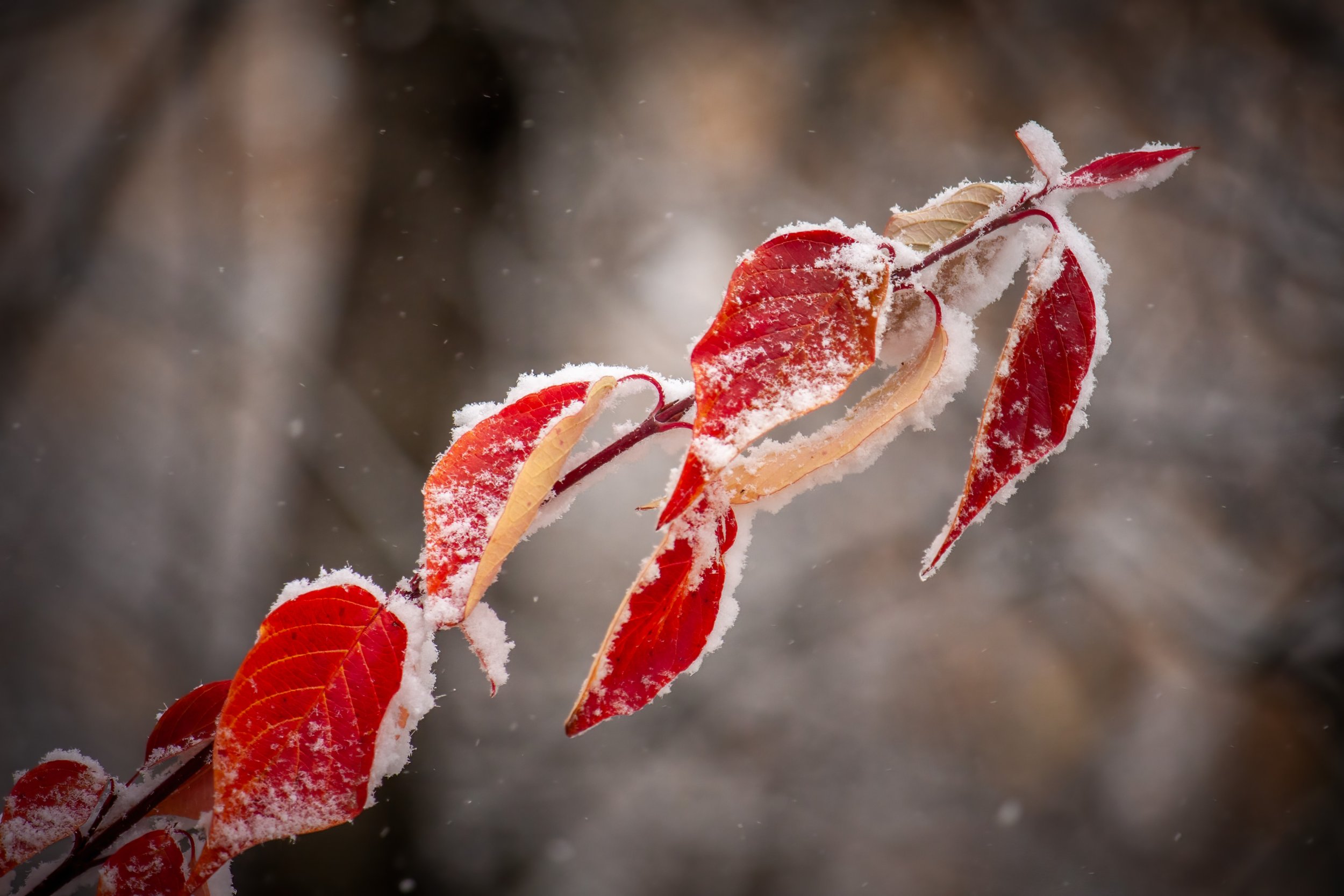Snow tipped red leaves in autumn.