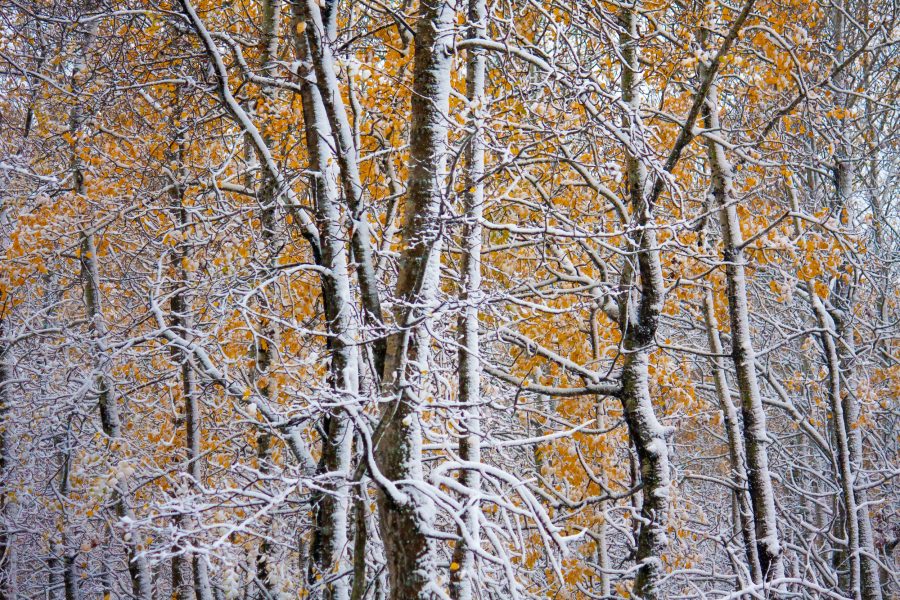 Snow sided trees