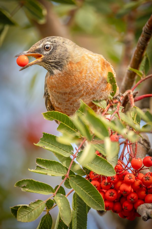 A robin holding a ripe berry in its beak.