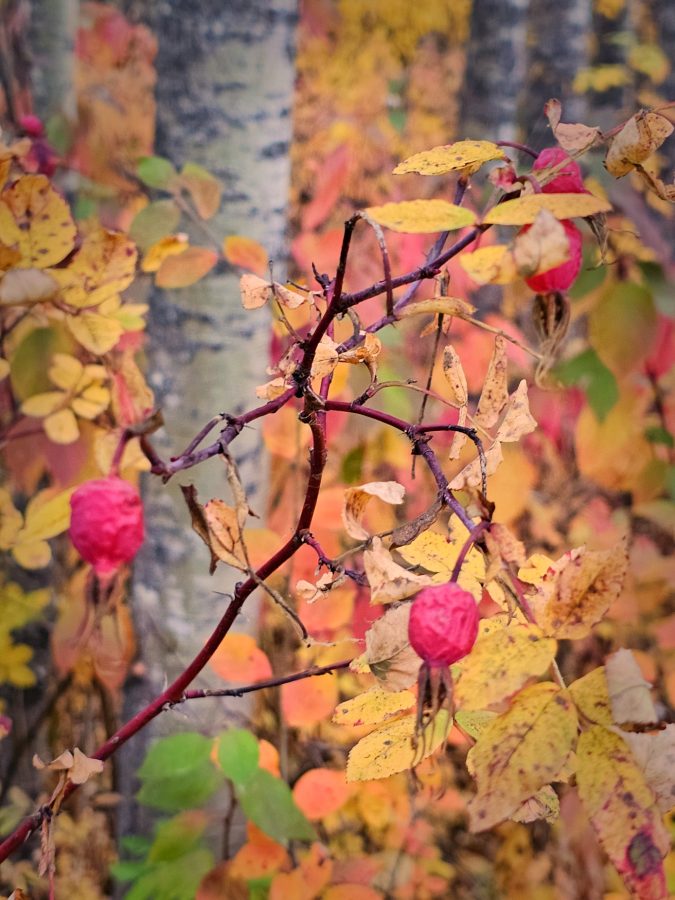 Yellow and red fall leaves.