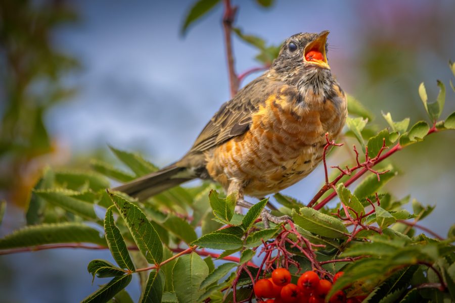 Another juvenile robin eating berries in my backyard, one after the other. Glump! Glump! Glump!