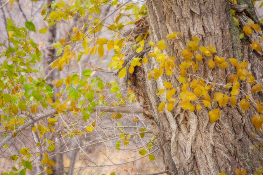 Closeup of fall leaves.