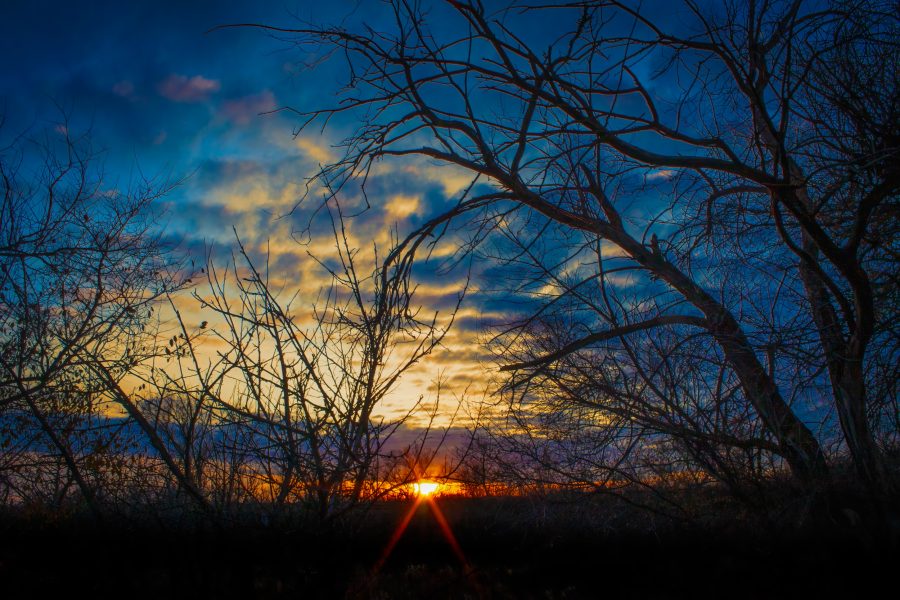Underwhelming sunset shot through bare trees.