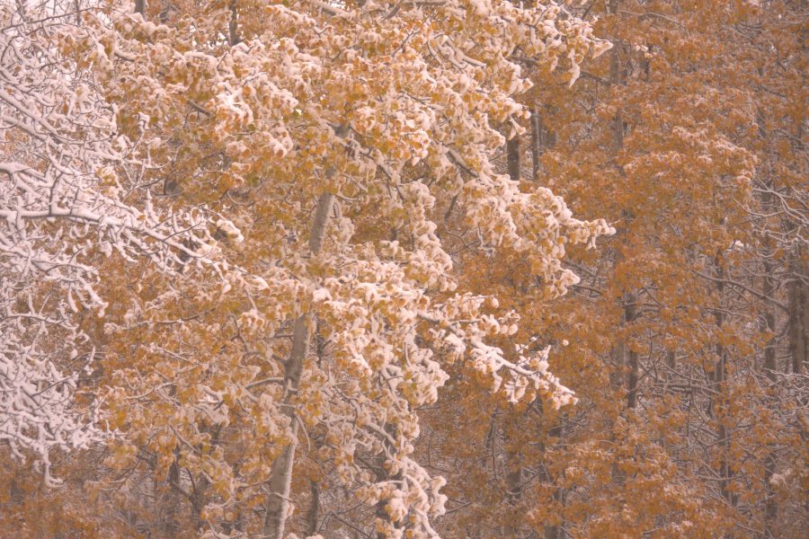 Golden leaves covered in snow.