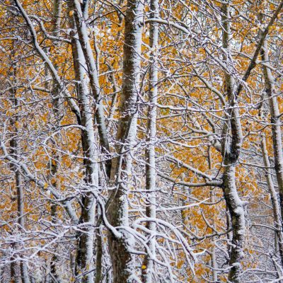 Snow sided trees