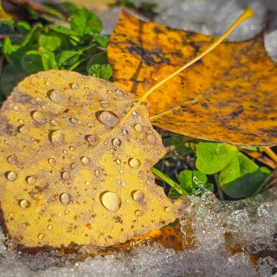 Two leaves on the ground in the melting snow on a cold fall morning.