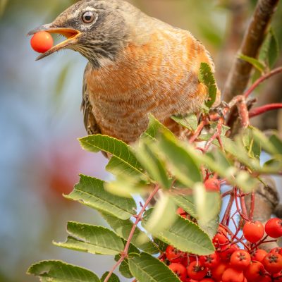 A robin holding a ripe berry in its beak.