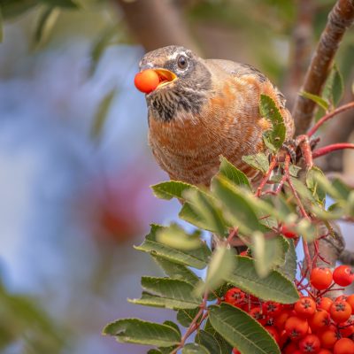 Young robin feasting on Mountain Ash Tree berries in preparation for its fall migration