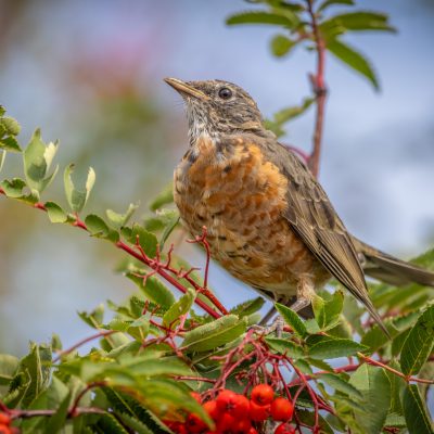 Young robin resting between eating berries in a tree in my backyard.