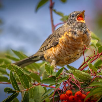 Another juvenile robin eating berries in my backyard, one after the other. Glump! Glump! Glump!