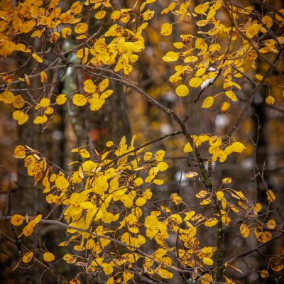 Golden leaves in late afternoon light.