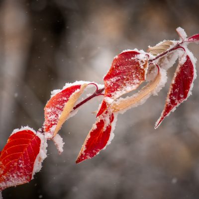 Snow tipped red leaves in autumn.