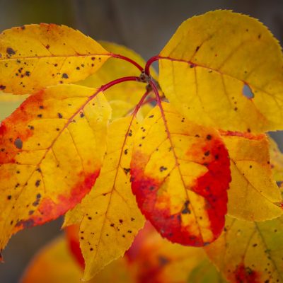 An explosion of red tinged yellow colour in fall leaves in my campsite this Thanksgiving weekend. Yay fall.